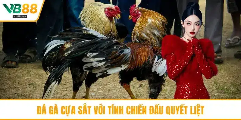 Đá gà cựa sắt với tính chiến đấu quyết liệt